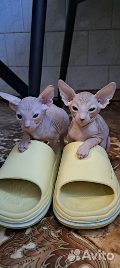 Котята 
