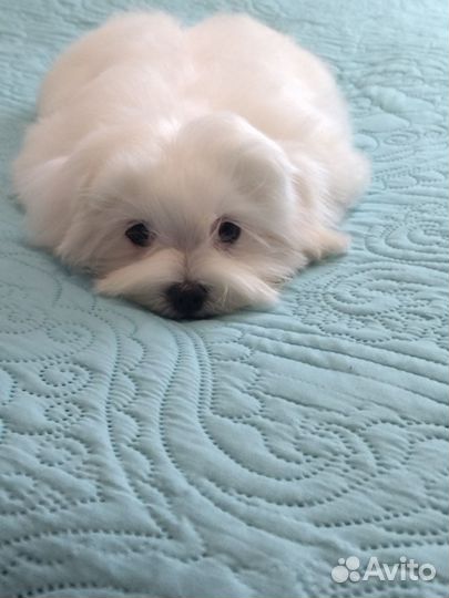 Мальтийская болонка девочка стандарт