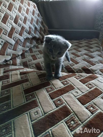 Вислоухие котята