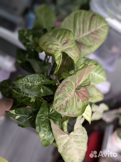 Сингониум в кашпо