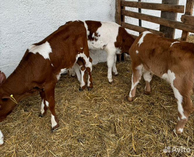 Ч Телята мясной породы