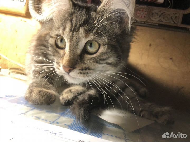 Кошечка в добрые руки