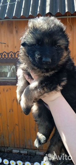 Щенки немецкой овчарки