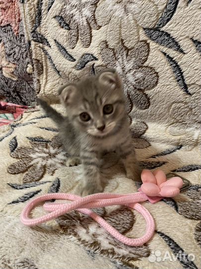 Шотландская вислоухая кошечка