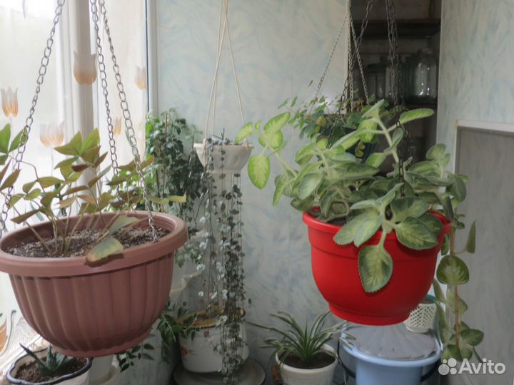 Комнатные цветы