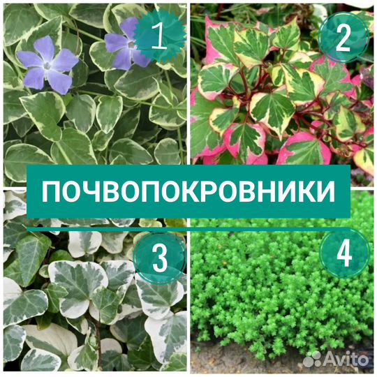 Многолетники для вашего сада