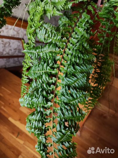 Папоротник