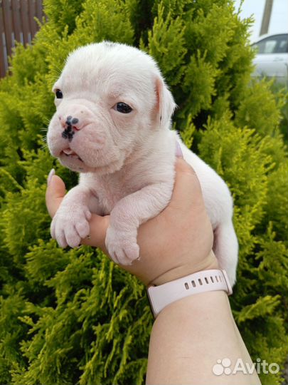 Немецкий боксер щенки