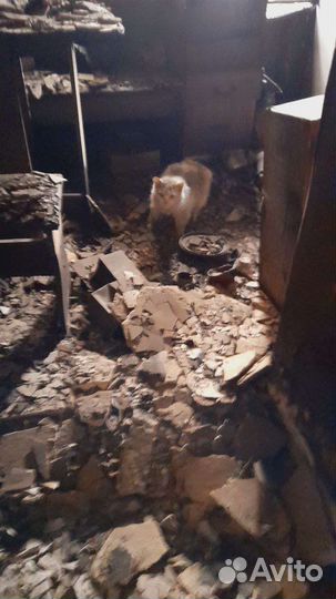 Потерявшие все котики