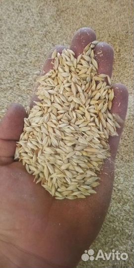 Ячмень в мешках свежий урожай доставка