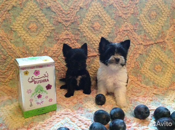 Зоопсихолог