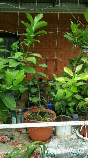 Лимонное дерево