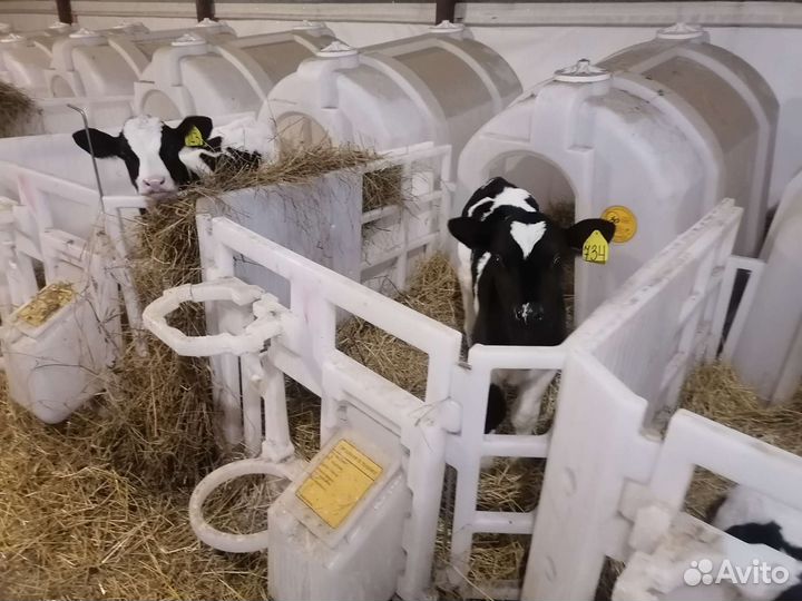 Телята бычки