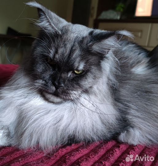 Мейн-кун котик