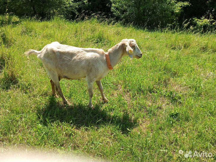 Козы высокоудойные