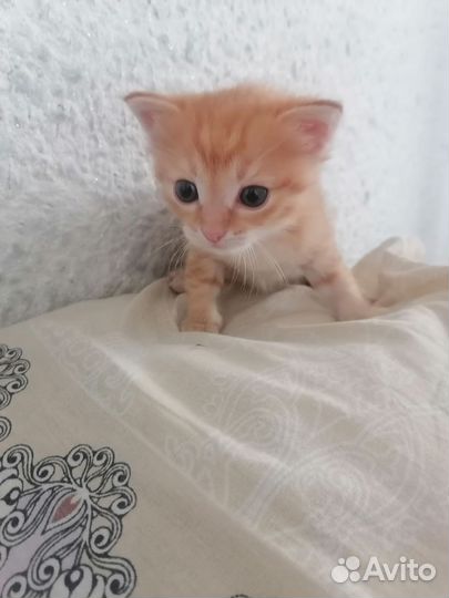 Рыжий котенок мальчик
