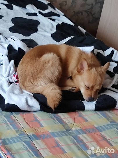 Щенок, чихошпиц