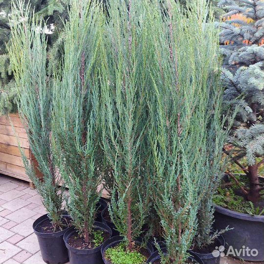 Голубая стрела можжевельник Блю Эрроу и Мунглоу