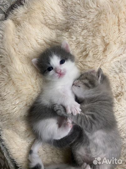 Котенок котёнок кошка