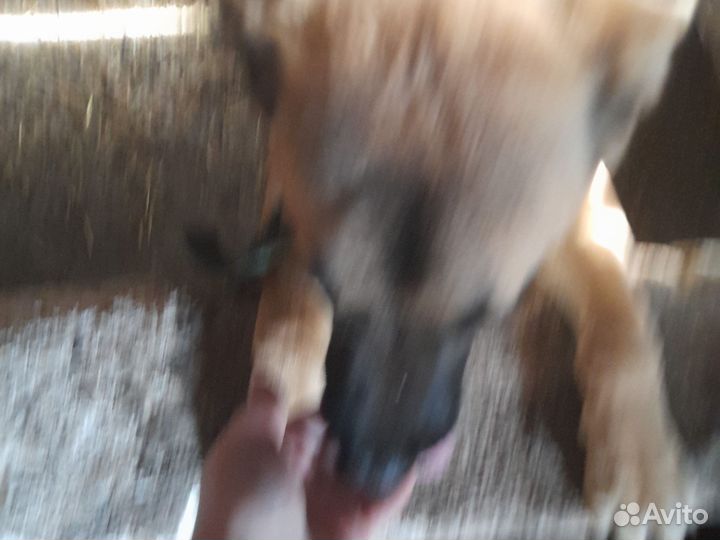 Отличный друг