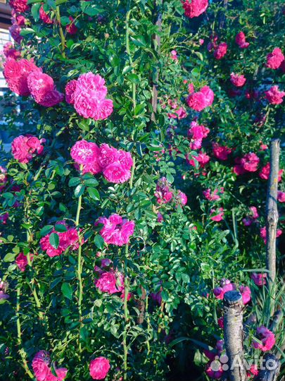 Роза плетистая Эксцельза