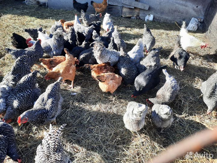 Инкубационное яйцо породистых кур