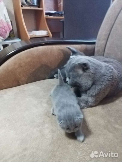 Британский кот на вязку