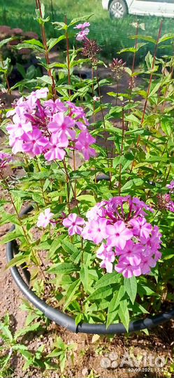 Хоста растение