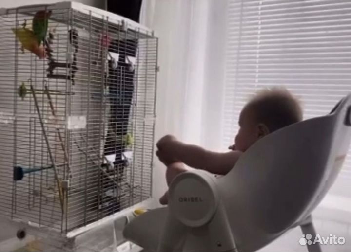 Попугай неразлучники с клеткой в дар