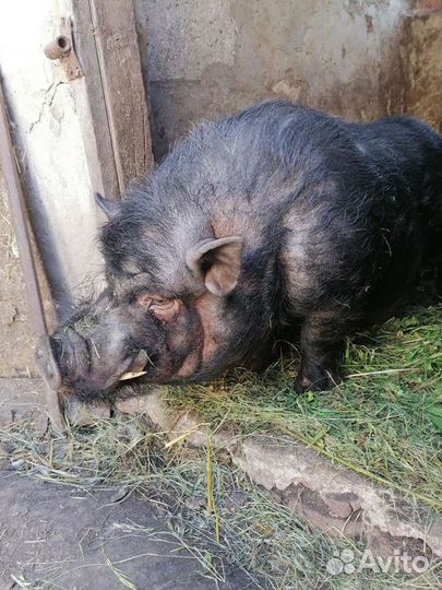 Вьетнамский вислобрюхий хряк