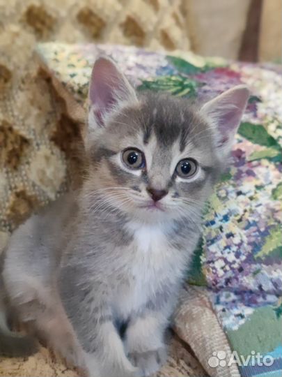 Кошка в дар бесплатно