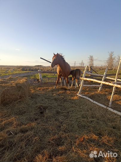 Кобыла с жеребенком