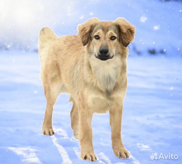 Щенок Герда в добрые руки