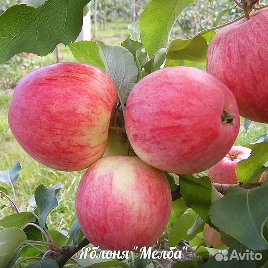 Яблоня Конфетное