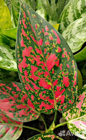 Аглаонема Flover