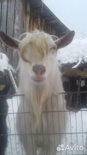 Козел на мясо