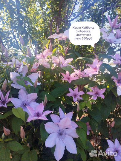 Саженцы клематиса