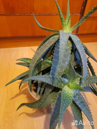 Алоэ вера лечебный