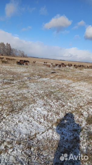 Бараны ягнята