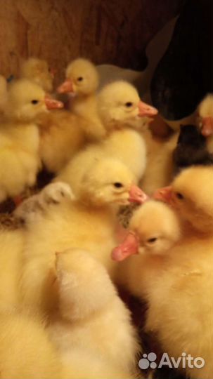 Гусята суточные