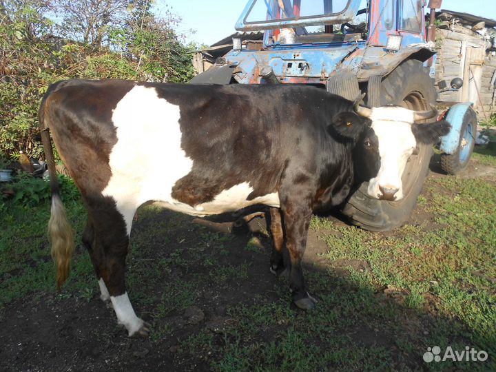 Корова. ночка