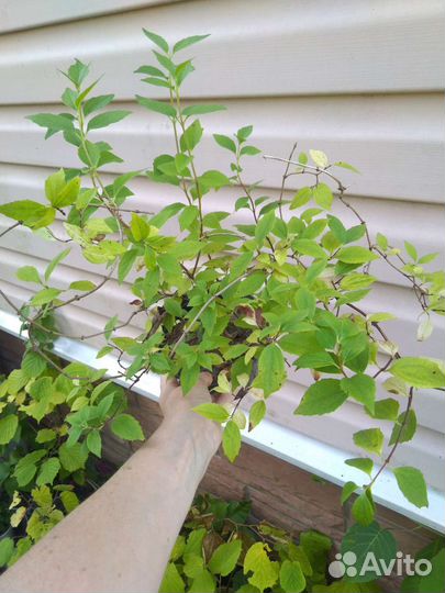 Вейгелла, садовый жасмин, астильба