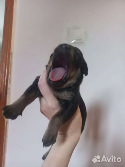 Щенки пинчера