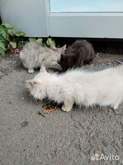 Котятки ищут дом