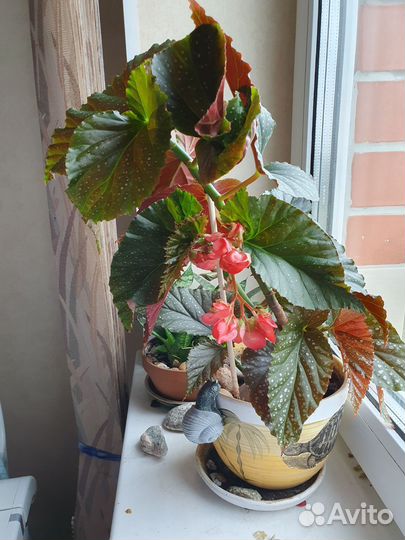 Комнатные растения