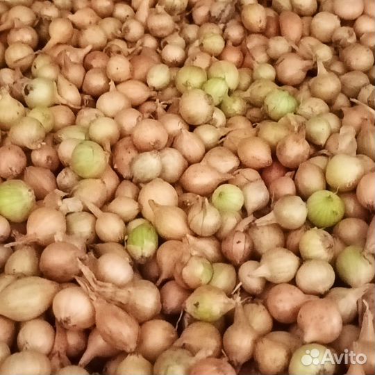 Лук севок, мелкий опт
