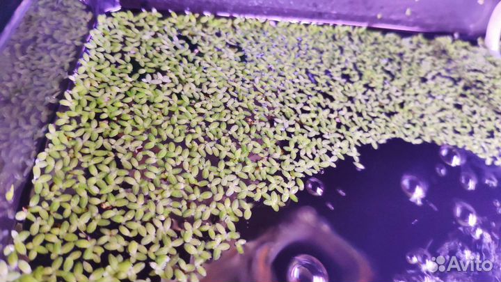 Ряска аквариумная