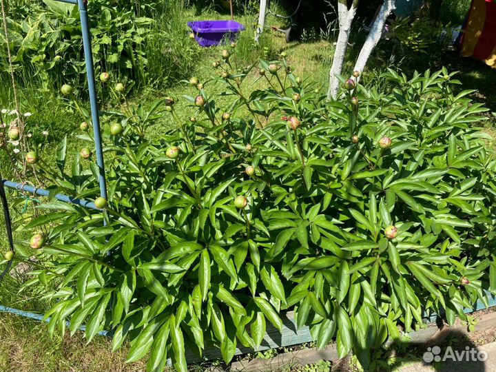 Цветы пионы разного цвета: белые, красные, розовые