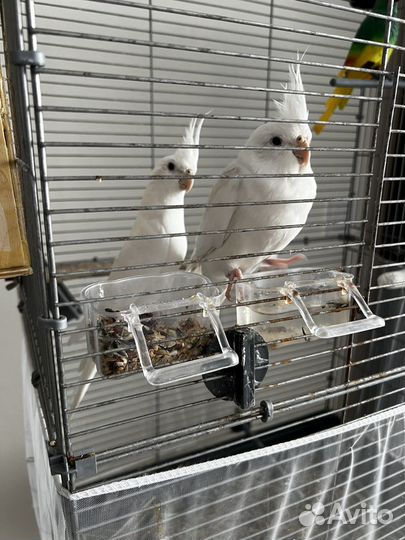 Попугай корелла мальчик и девочка