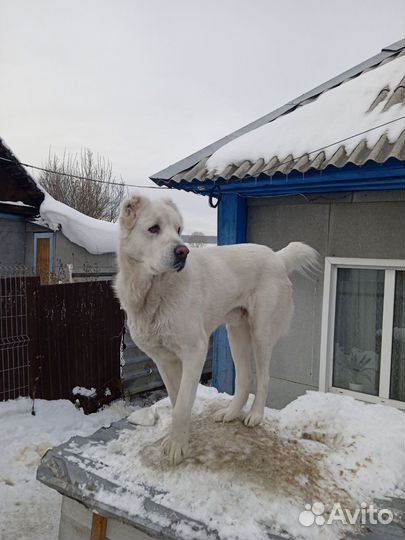 Вязка алабай